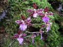 Odontoglossum__Violetta_von_Holm__HA1_200606_IMG_2766.jpg