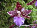 Odontoglossum__Violetta_von_Holm__HA1_200606_IMG_2767.jpg