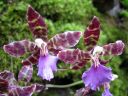 Odontoglossum__Violetta_von_Holm__HA1_200606_IMG_2768.jpg