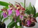 Odontoglossum__Violetta_von_Holm__HA1_200606_IMG_7109.jpg