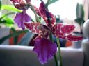 Odontoglossum__Violetta_von_Holm__HA2_200606_IMG_9775.jpg