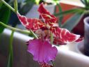 Odontoglossum__Violetta_von_Holm__HA2_200606_IMG_9779.jpg