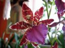 Odontoglossum__Violetta_von_Holm__HA2_200606_IMG_9788.jpg