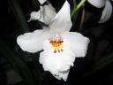 Odontoglossum_hybridi_KO_20070109_IMG_9739.jpg