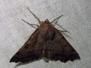 Tiedostonimi=Odontopera_bidentata_hammasmittari_IMG_1331.jpg
Tiedostokoko=102kt
Koko=600x450
Lisätty=11.03.2019 Odontopera_bidentata_hammasmittari_IMG_1331.jpg