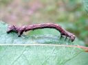 Odontopera_bidentata_larva_hammasmittari_toukka_IMG_3836.JPG