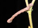 Odontopera_bidentata_larva_hammasmittari_toukka_IMG_3841.JPG