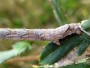 Odontopera_bidentata_larva_hammasmittari_toukka_IMG_5245.JPG