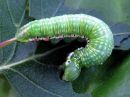 Odontosia_carmelita_larva_toukonirkko_toukka_IMG_1558.jpg