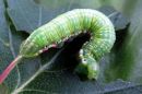 Odontosia_carmelita_larva_toukonirkko_toukka_IMG_1561.jpg