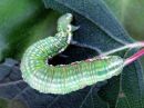 Odontosia_carmelita_larva_toukonirkko_toukka_IMG_1563.jpg