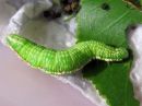 Odontosia_carmelita_larva_toukonirkko_toukka_IMG_1747.jpg