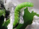 Odontosia_carmelita_larva_toukonirkko_toukka_IMG_1748.jpg