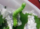 Odontosia_carmelita_larva_toukonirkko_toukka_IMG_1750.jpg