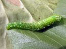 Odontosia_carmelita_larva_toukonirkko_toukka_IMG_1751.jpg