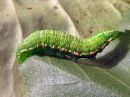 Odontosia_carmelita_larva_toukonirkko_toukka_IMG_1752.jpg