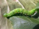 Odontosia_carmelita_larva_toukonirkko_toukka_IMG_1753.jpg