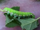 Odontosia_carmelita_larva_toukonirkko_toukka_IMG_2138.jpg