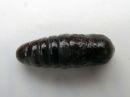 Odontosia_carmelita_pupa_toukonirkko_kotelo_IMG_2082.jpg