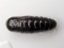 Odontosia_carmelita_pupa_toukonirkko_kotelo_IMG_2084.jpg