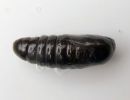 Odontosia_carmelita_pupa_toukonirkko_kotelo_IMG_2085.jpg