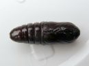 Odontosia_carmelita_pupa_toukonirkko_kotelo_IMG_2086.jpg