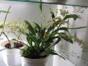 Oncidium_Twinkle__Fragrance_Fantasy__KO_20070117_IMG_9644.jpg