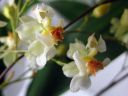 Oncidium_Twinkle__Fragrance_Fantasy__KO_20070117_IMG_9676.jpg