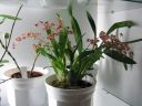 Oncidium_Twinkle__Red_Fantasy__KO1_20070117_IMG_9641.jpg