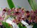 Oncidium_Twinkle__Red_Fantasy__KO1_20070117_IMG_9642.jpg