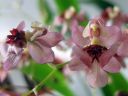 Oncidium_Twinkle__Red_Fantasy__KO1_20070117_IMG_9643.jpg