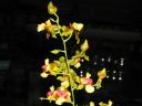 Oncidium__Pupukea_Sunset__20060215_IMG_8380.jpg