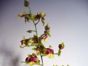 Oncidium__Pupukea_Sunset__20060215_IMG_8383.jpg