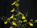 Oncidium_flexuosum_KTT_20090112_IMG_7304.jpg