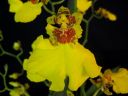 Oncidium_flexuosum_KTT_20090112_IMG_7306.jpg