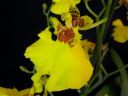 Oncidium_flexuosum_KTT_20090112_IMG_7307.jpg