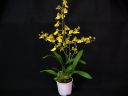 Oncidium_flexuosum_KTT_20090112_IMG_7601.jpg