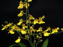 Oncidium_flexuosum_KTT_20090112_IMG_7602.jpg