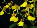 Oncidium_flexuosum_KTT_20090112_IMG_7603.jpg