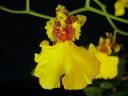 Oncidium_flexuosum_KTT_20090112_IMG_7604.jpg