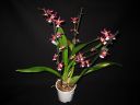 Oncidium_hybridi_IMG_0973.jpg