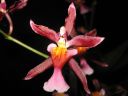 Oncidium_hybridi_IMG_0974.jpg