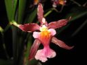 Oncidium_hybridi_IMG_0977.jpg