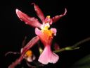 Oncidium_hybridi_IMG_0978.jpg