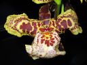 Oncidium_hybridi_KO__20060207_IMG_8226.jpg