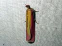 Oncocera_semirubella_punakeltakoisa_IMG_0732.JPG