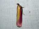 Oncocera_semirubella_punakeltakoisa_IMG_0763.JPG