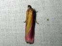 Oncocera_semirubella_punakeltakoisa_IMG_0764.JPG