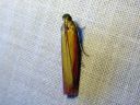 Oncocera_semirubella_punakeltakoisa_IMG_4499.JPG