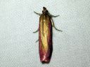 Oncocera_semirubella_punakeltakoisa_IMG_6486.JPG